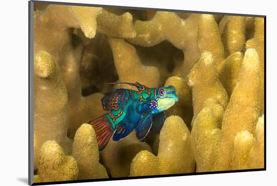 Mandarinfish look for a mate at dusk, Micronesia-David Fleetham-Mounted Photographic Print