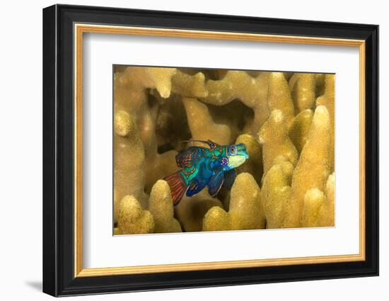 Mandarinfish look for a mate at dusk, Micronesia-David Fleetham-Framed Photographic Print