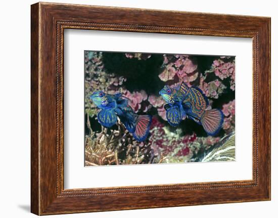 Mandarinfish Male and Female-Hal Beral-Framed Photographic Print