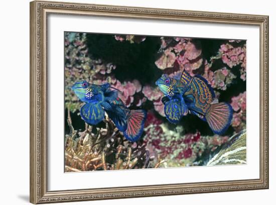 Mandarinfish Male and Female-Hal Beral-Framed Photographic Print