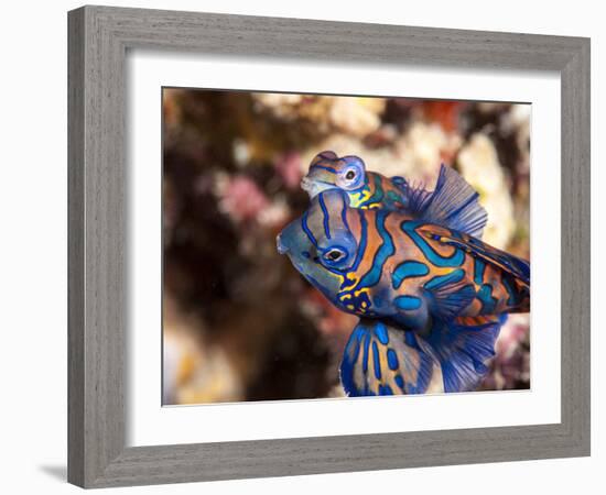 Mandarinfish (Synchiropus Splendidus) Mating, Sulawesi, Indonesia, Southeast Asia, Asia-Lisa Collins-Framed Photographic Print