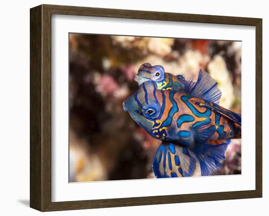 Mandarinfish (Synchiropus Splendidus) Mating, Sulawesi, Indonesia, Southeast Asia, Asia-Lisa Collins-Framed Photographic Print