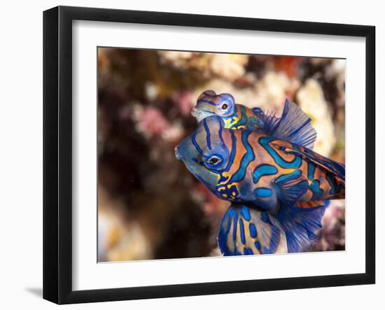 Mandarinfish (Synchiropus Splendidus) Mating, Sulawesi, Indonesia, Southeast Asia, Asia-Lisa Collins-Framed Photographic Print