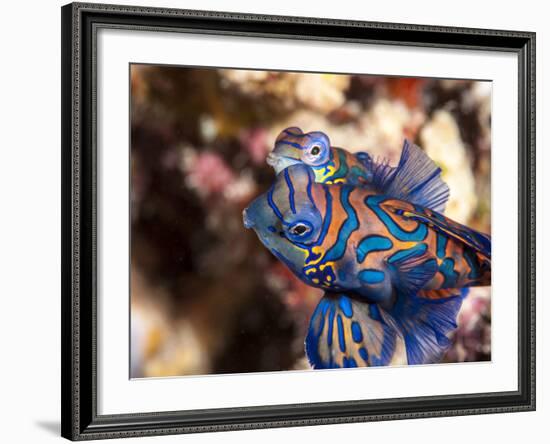 Mandarinfish (Synchiropus Splendidus) Mating, Sulawesi, Indonesia, Southeast Asia, Asia-Lisa Collins-Framed Photographic Print