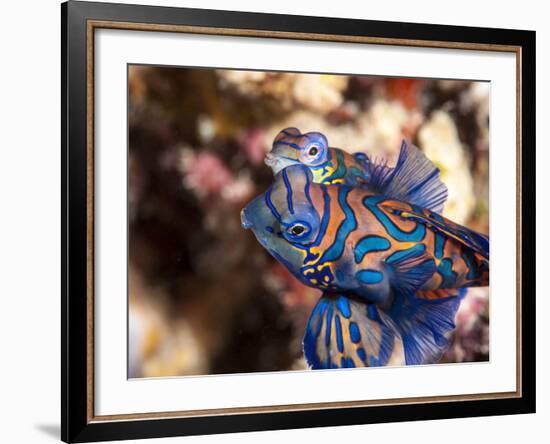 Mandarinfish (Synchiropus Splendidus) Mating, Sulawesi, Indonesia, Southeast Asia, Asia-Lisa Collins-Framed Photographic Print