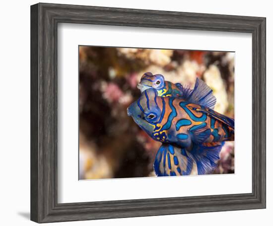 Mandarinfish (Synchiropus Splendidus) Mating, Sulawesi, Indonesia, Southeast Asia, Asia-Lisa Collins-Framed Photographic Print