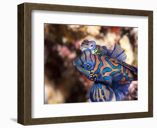 Mandarinfish (Synchiropus Splendidus) Mating, Sulawesi, Indonesia, Southeast Asia, Asia-Lisa Collins-Framed Photographic Print