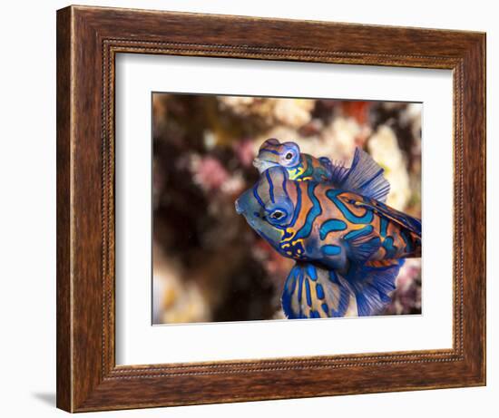 Mandarinfish (Synchiropus Splendidus) Mating, Sulawesi, Indonesia, Southeast Asia, Asia-Lisa Collins-Framed Photographic Print