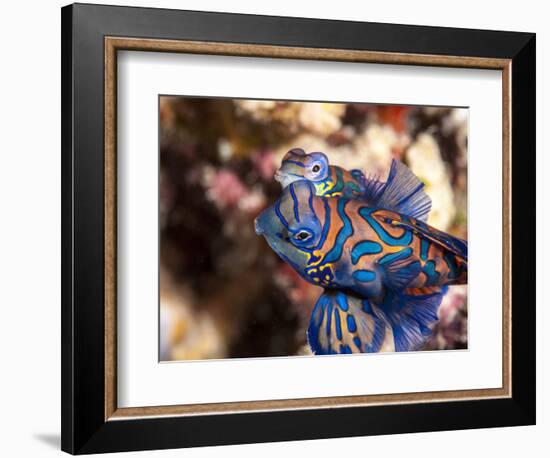 Mandarinfish (Synchiropus Splendidus) Mating, Sulawesi, Indonesia, Southeast Asia, Asia-Lisa Collins-Framed Photographic Print