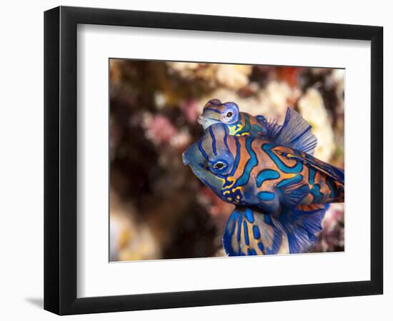 Mandarinfish (Synchiropus Splendidus) Mating, Sulawesi, Indonesia, Southeast Asia, Asia-Lisa Collins-Framed Photographic Print