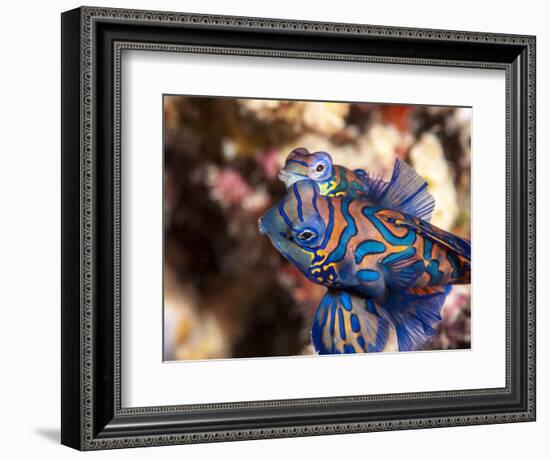 Mandarinfish (Synchiropus Splendidus) Mating, Sulawesi, Indonesia, Southeast Asia, Asia-Lisa Collins-Framed Photographic Print