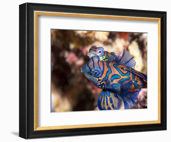 Mandarinfish (Synchiropus Splendidus) Mating, Sulawesi, Indonesia, Southeast Asia, Asia-Lisa Collins-Framed Photographic Print