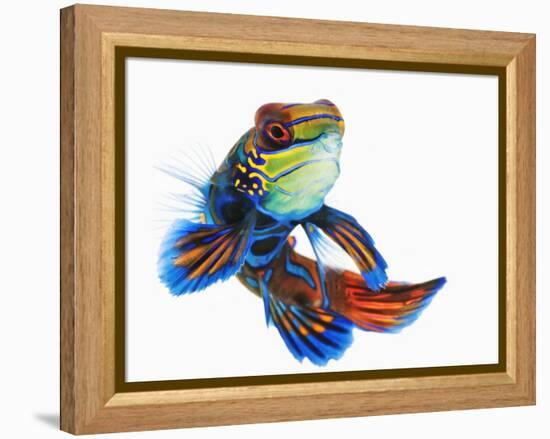 Mandarinfish-Martin Harvey-Framed Premier Image Canvas