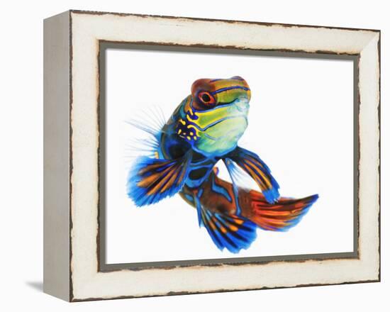 Mandarinfish-Martin Harvey-Framed Premier Image Canvas