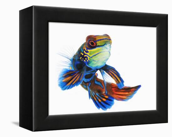 Mandarinfish-Martin Harvey-Framed Premier Image Canvas