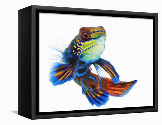 Mandarinfish-Martin Harvey-Framed Premier Image Canvas