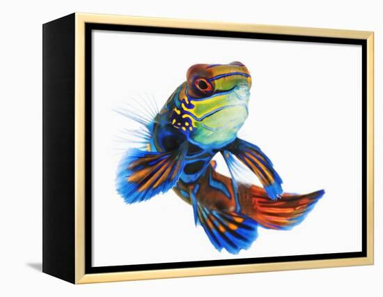 Mandarinfish-Martin Harvey-Framed Premier Image Canvas