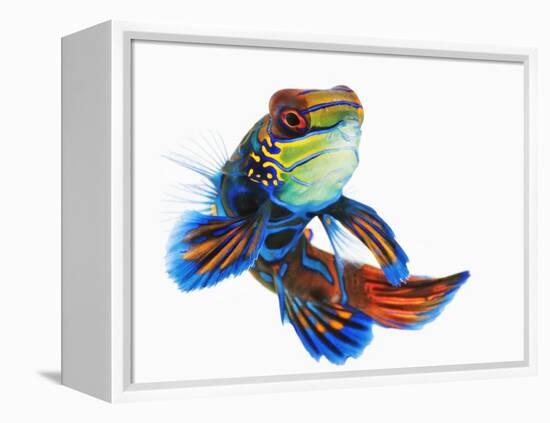 Mandarinfish-Martin Harvey-Framed Premier Image Canvas