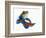 Mandarinfish-Martin Harvey-Framed Photographic Print