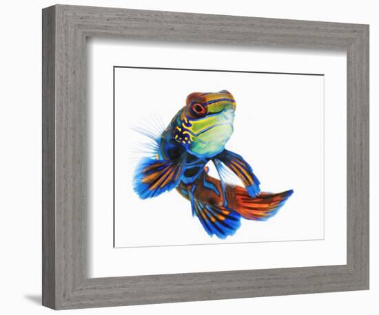 Mandarinfish-Martin Harvey-Framed Photographic Print