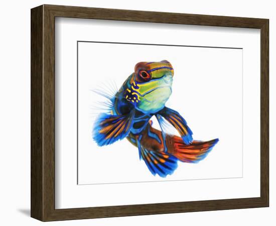 Mandarinfish-Martin Harvey-Framed Photographic Print