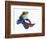 Mandarinfish-Martin Harvey-Framed Photographic Print