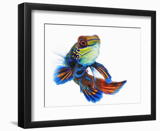 Mandarinfish-Martin Harvey-Framed Photographic Print