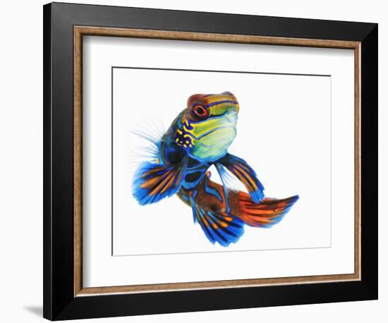 Mandarinfish-Martin Harvey-Framed Photographic Print