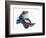 Mandarinfish-Martin Harvey-Framed Photographic Print