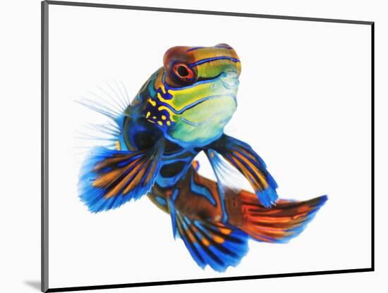 Mandarinfish-Martin Harvey-Mounted Photographic Print