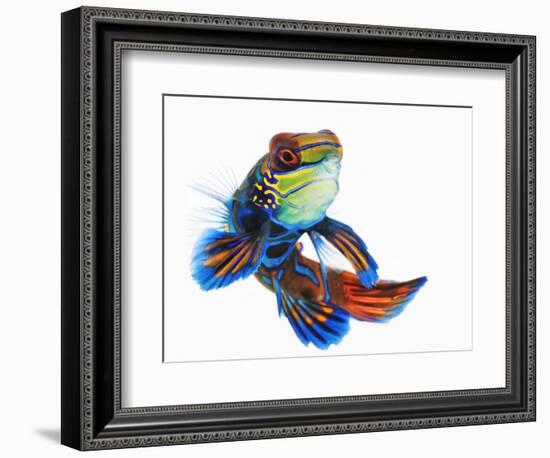 Mandarinfish-Martin Harvey-Framed Photographic Print