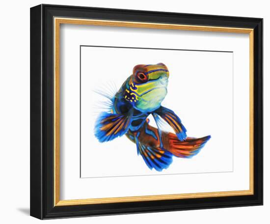 Mandarinfish-Martin Harvey-Framed Photographic Print