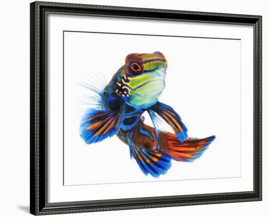 Mandarinfish-Martin Harvey-Framed Photographic Print