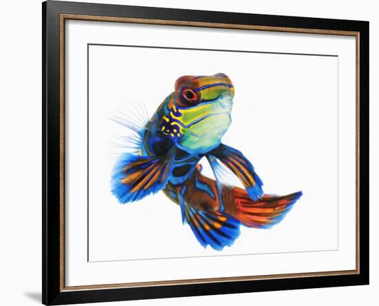 Mandarinfish-Martin Harvey-Framed Photographic Print