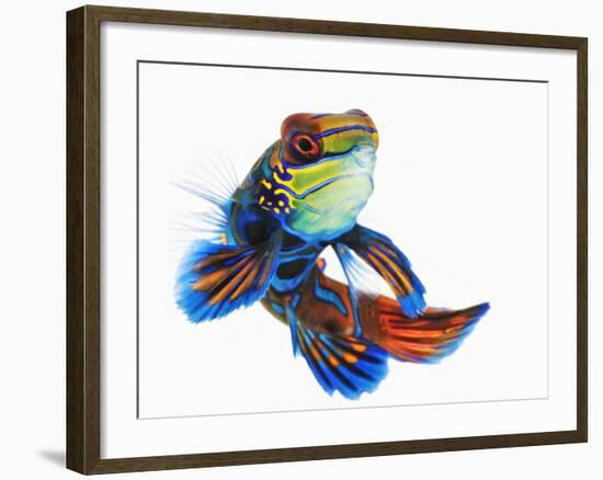 Mandarinfish-Martin Harvey-Framed Photographic Print