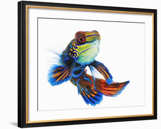 Mandarinfish-Martin Harvey-Framed Photographic Print