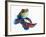 Mandarinfish-Martin Harvey-Framed Photographic Print