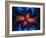 Mandelbrot Fractal-Victor Habbick-Framed Photographic Print