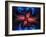 Mandelbrot Fractal-Victor Habbick-Framed Photographic Print