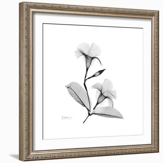 Mandelila Gray-Albert Koetsier-Framed Art Print