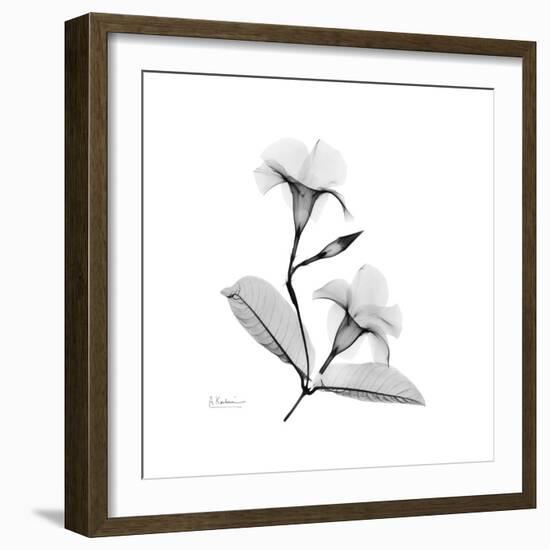 Mandelila Gray-Albert Koetsier-Framed Art Print