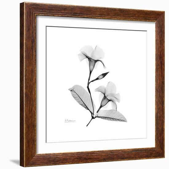 Mandelila Gray-Albert Koetsier-Framed Art Print