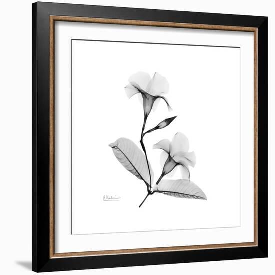 Mandelila Gray-Albert Koetsier-Framed Art Print