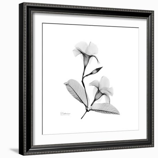 Mandelila Gray-Albert Koetsier-Framed Art Print