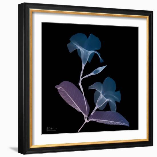 Mandelilla Purp and Black 2-Albert Koetsier-Framed Art Print