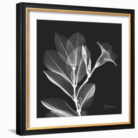 Mandelilla Shadow 1-Albert Koetsier-Framed Art Print