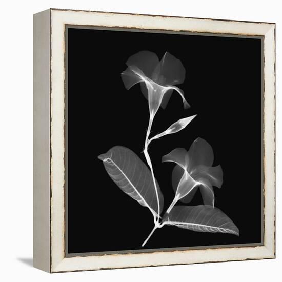 Mandelilla Shadow 2-Albert Koetsier-Framed Stretched Canvas