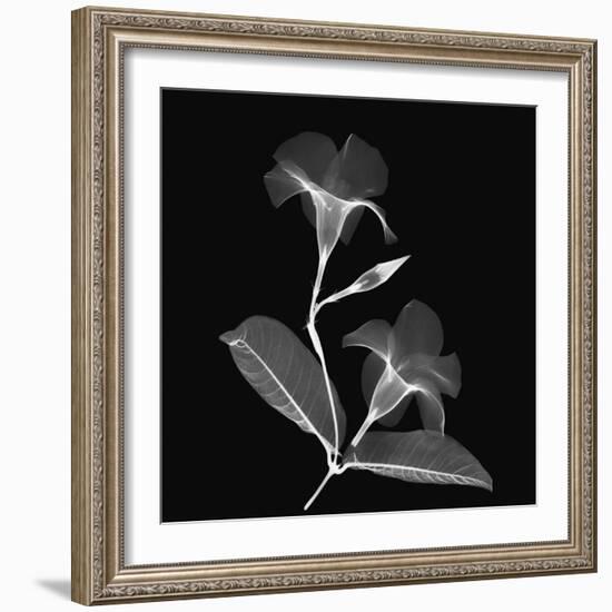 Mandelilla Shadow 2-Albert Koetsier-Framed Art Print