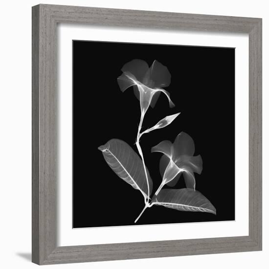 Mandelilla Shadow 2-Albert Koetsier-Framed Art Print