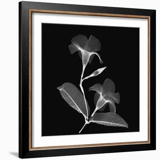 Mandelilla Shadow 2-Albert Koetsier-Framed Art Print